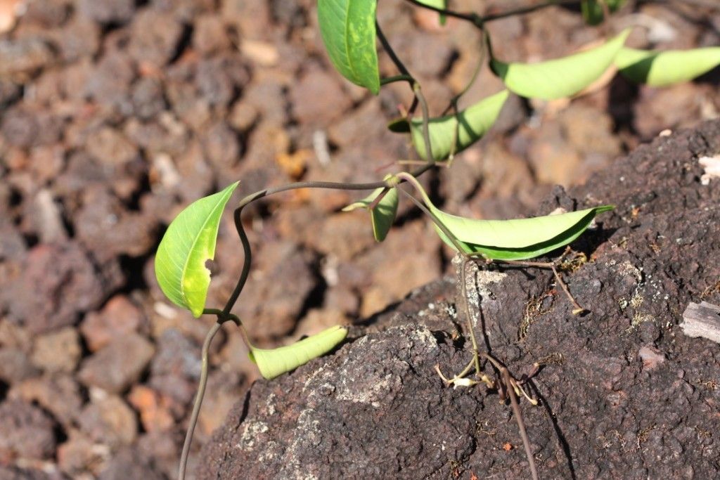 Parsonsia effusa habit