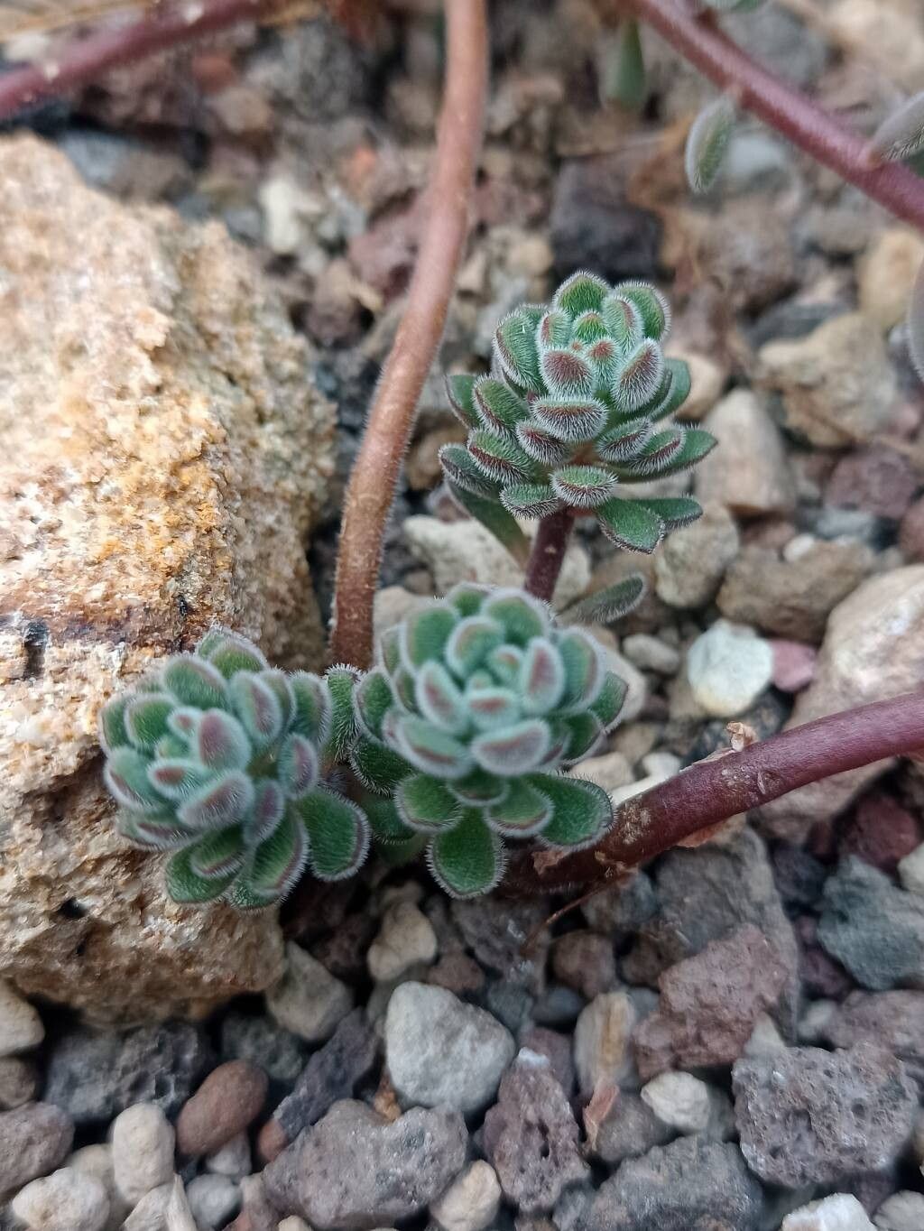 Sedum versadense habit