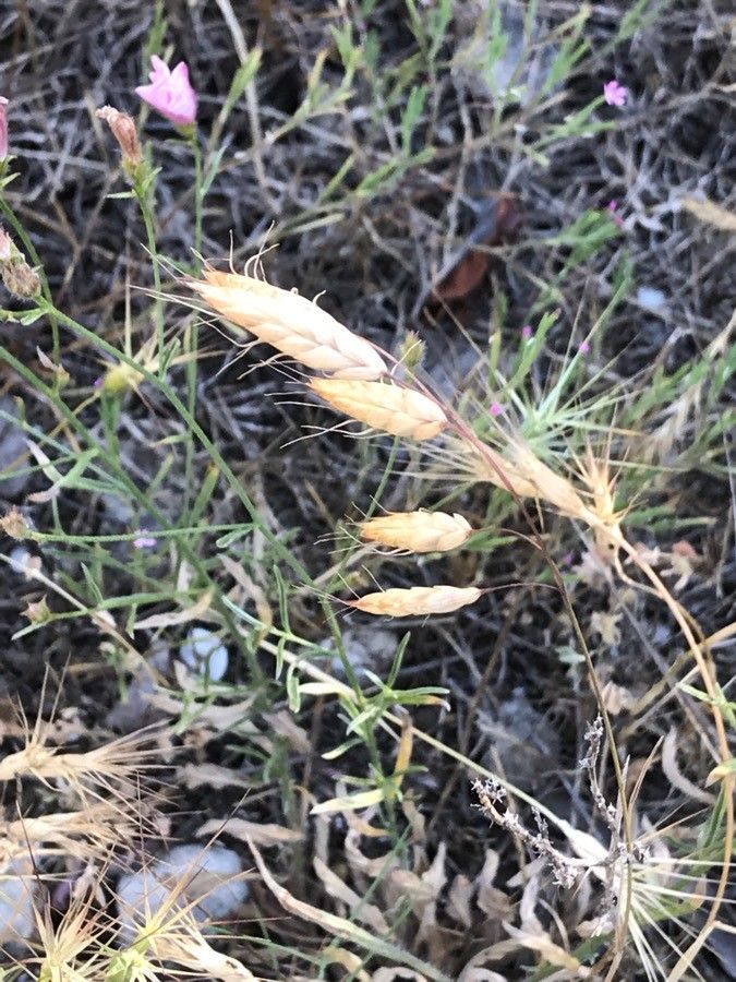 Bromus japonicus fruit