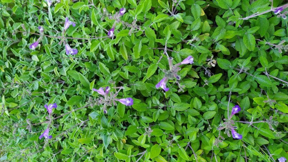 Salvia interrupta habit