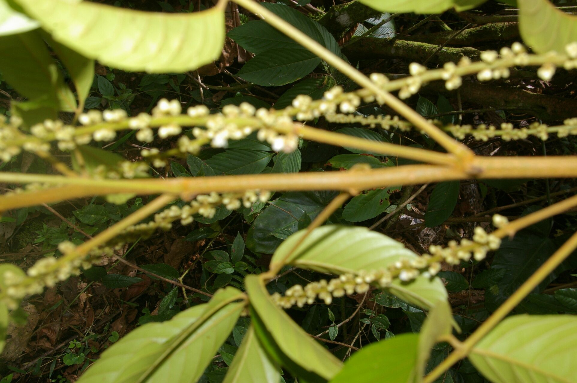 Paullinia capreolata fruit