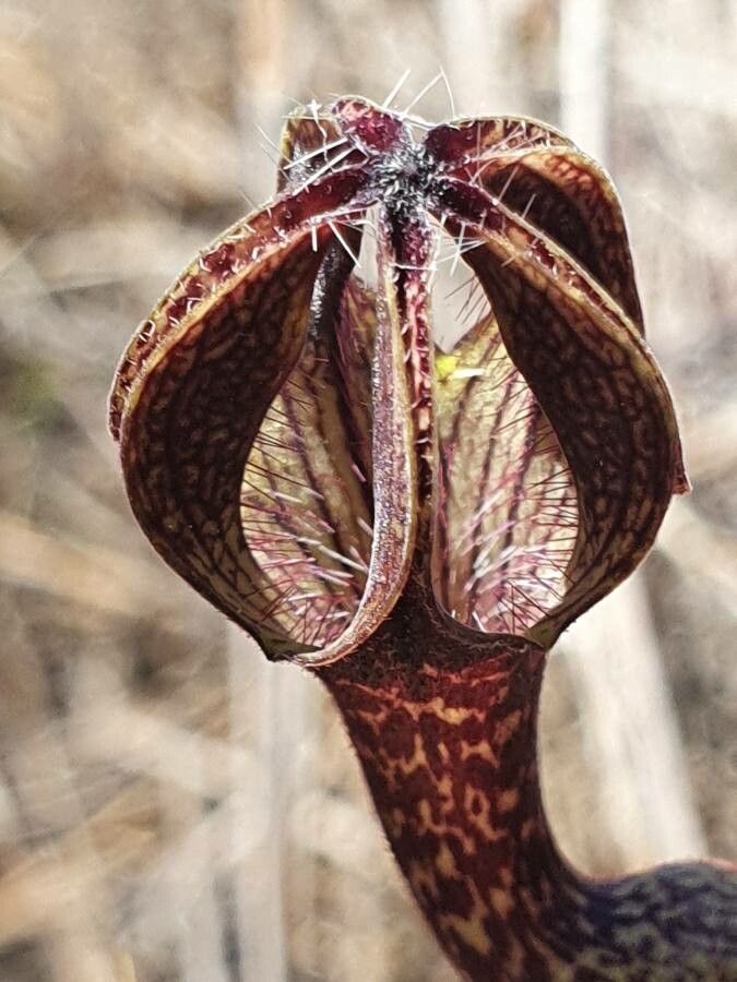 Ceropegia aristolochioides flower