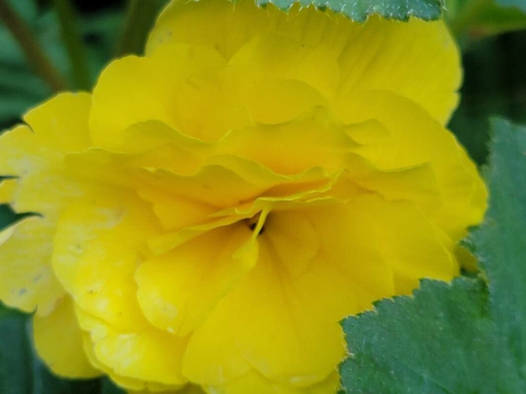 Petasites japonicus flower