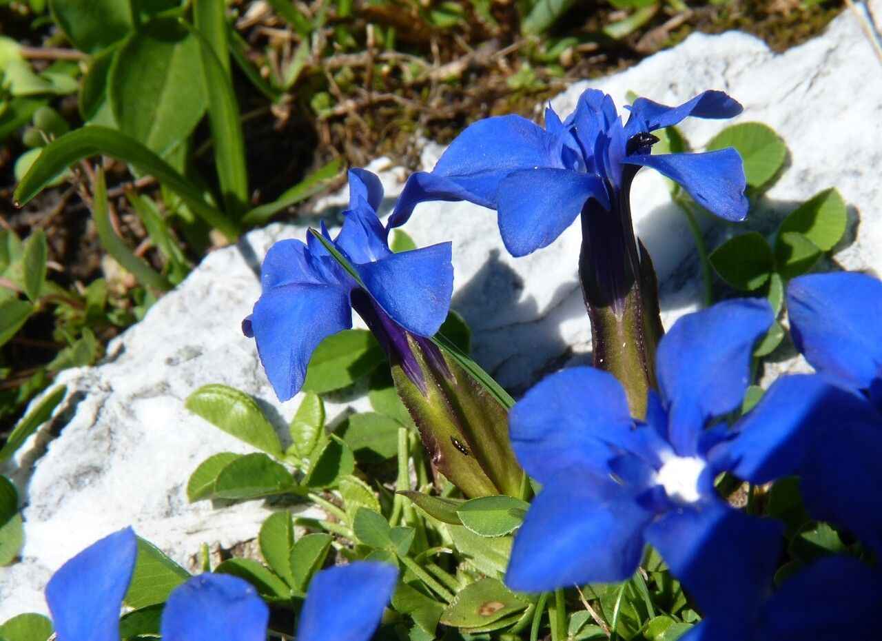 Gentiana orbicularis flower