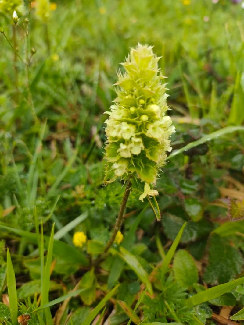 Sideritis ovata — search result for 'Sideritis'