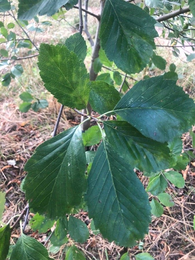 Sorbus bristoliensis — houseplant care guide