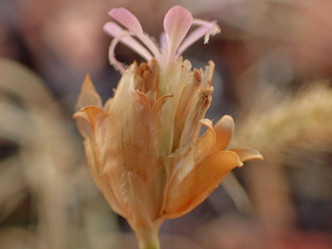 Petrorhagia prolifera fruit
