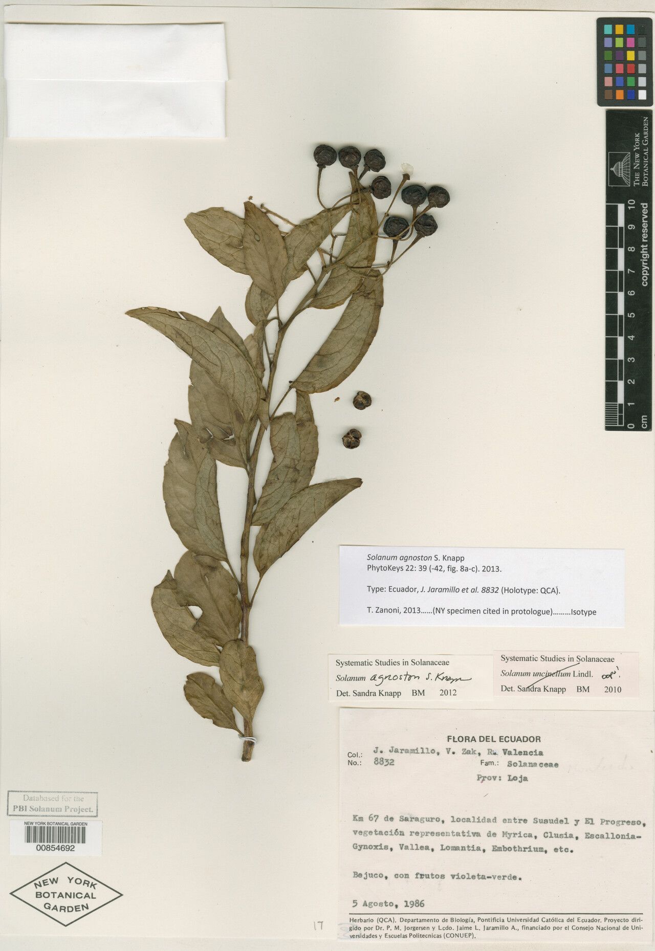 Solanum agnoston — houseplant care guide