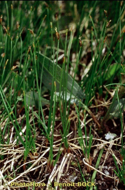 Trichophorum pumilum habit