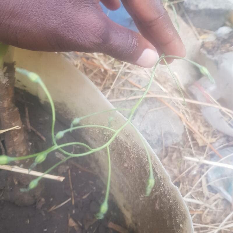 Dipcadi longifolium flower