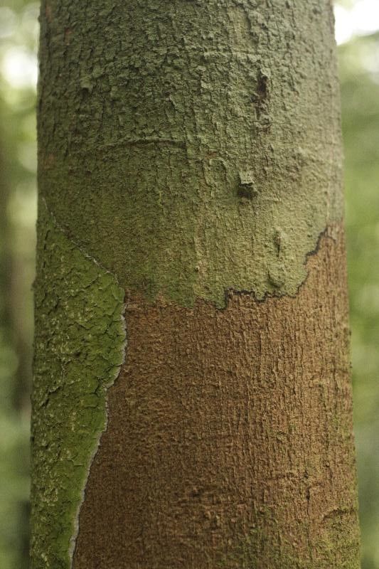 Chrysophyllum durifructum — houseplant care guide