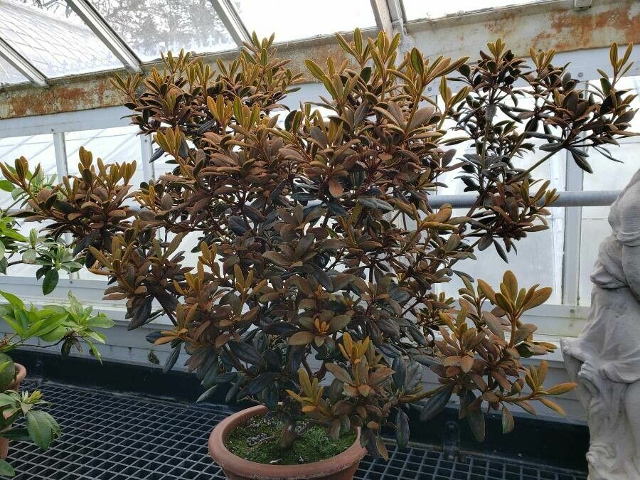 Rhododendron beyerinckianum habit