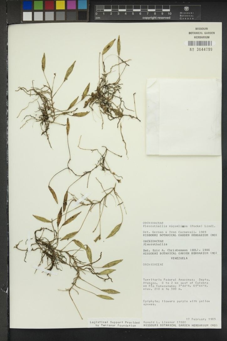 Acianthera miqueliana — houseplant care guide