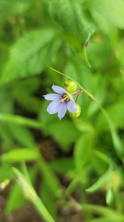 Sisyrinchium angustifolium fruit