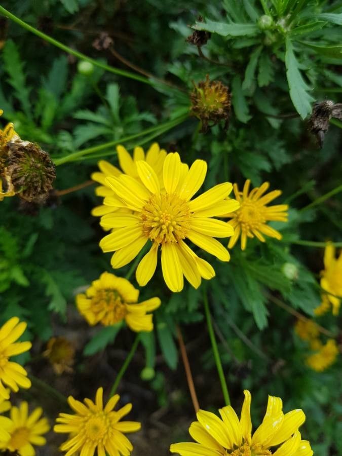Euryops chrysanthemoides flower