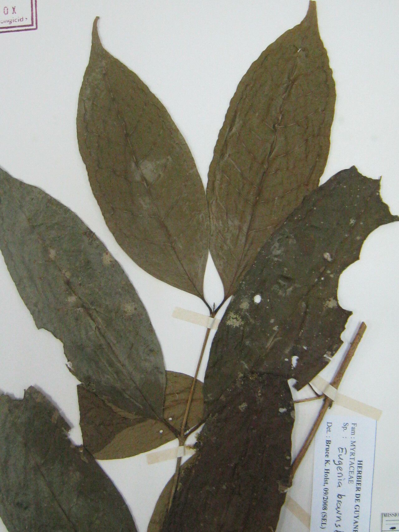 Eugenia brownsbergii other
