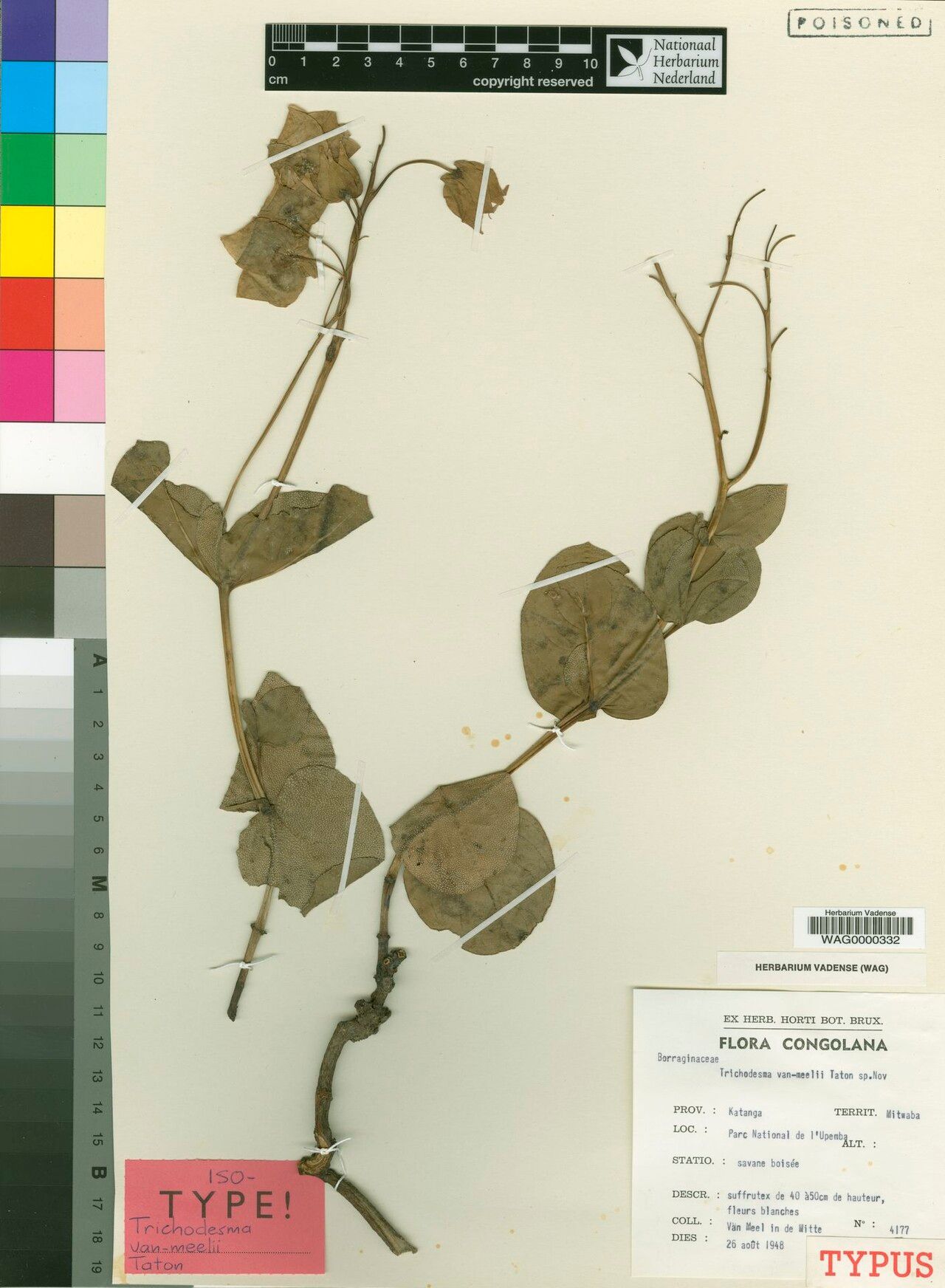 Trichodesma vanmeelii — houseplant care guide