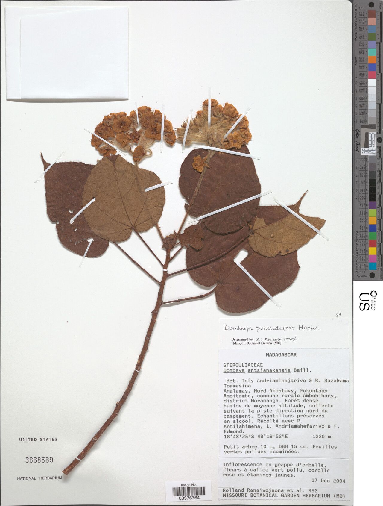 Dombeya punctatopsis — houseplant care guide