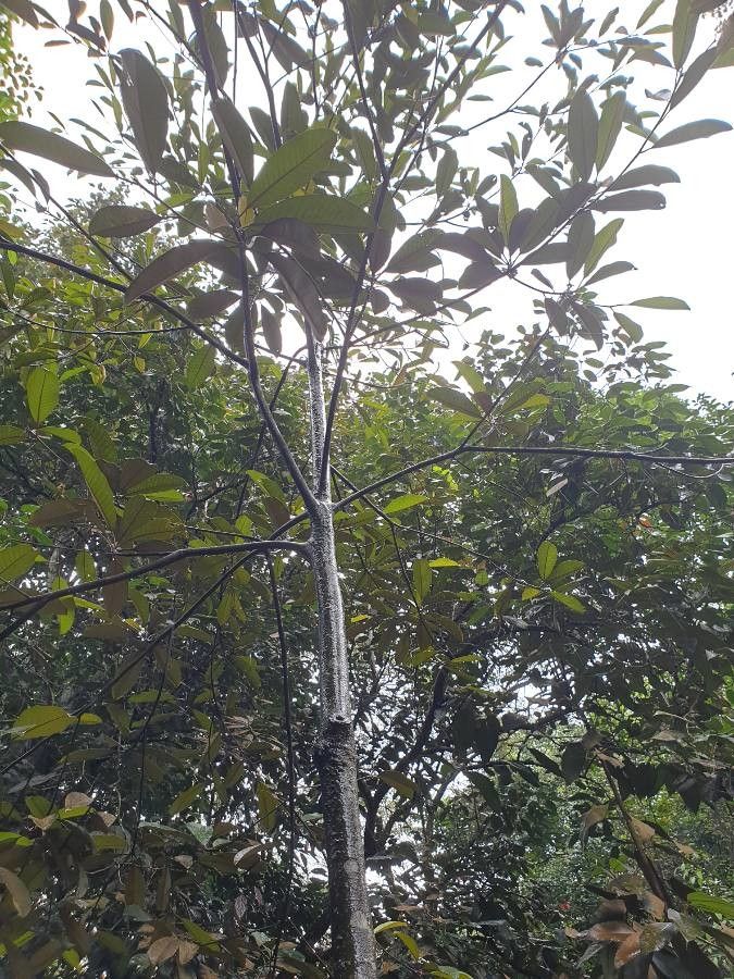 Palaquium gutta bark