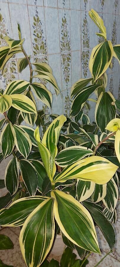 Costus arabicus leaf