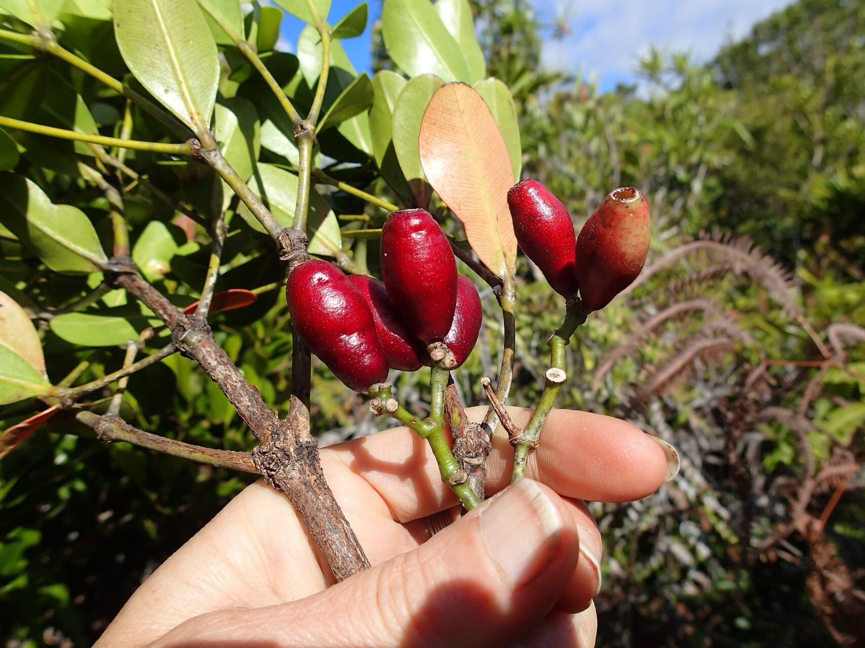 Syzygium arboreum fruit