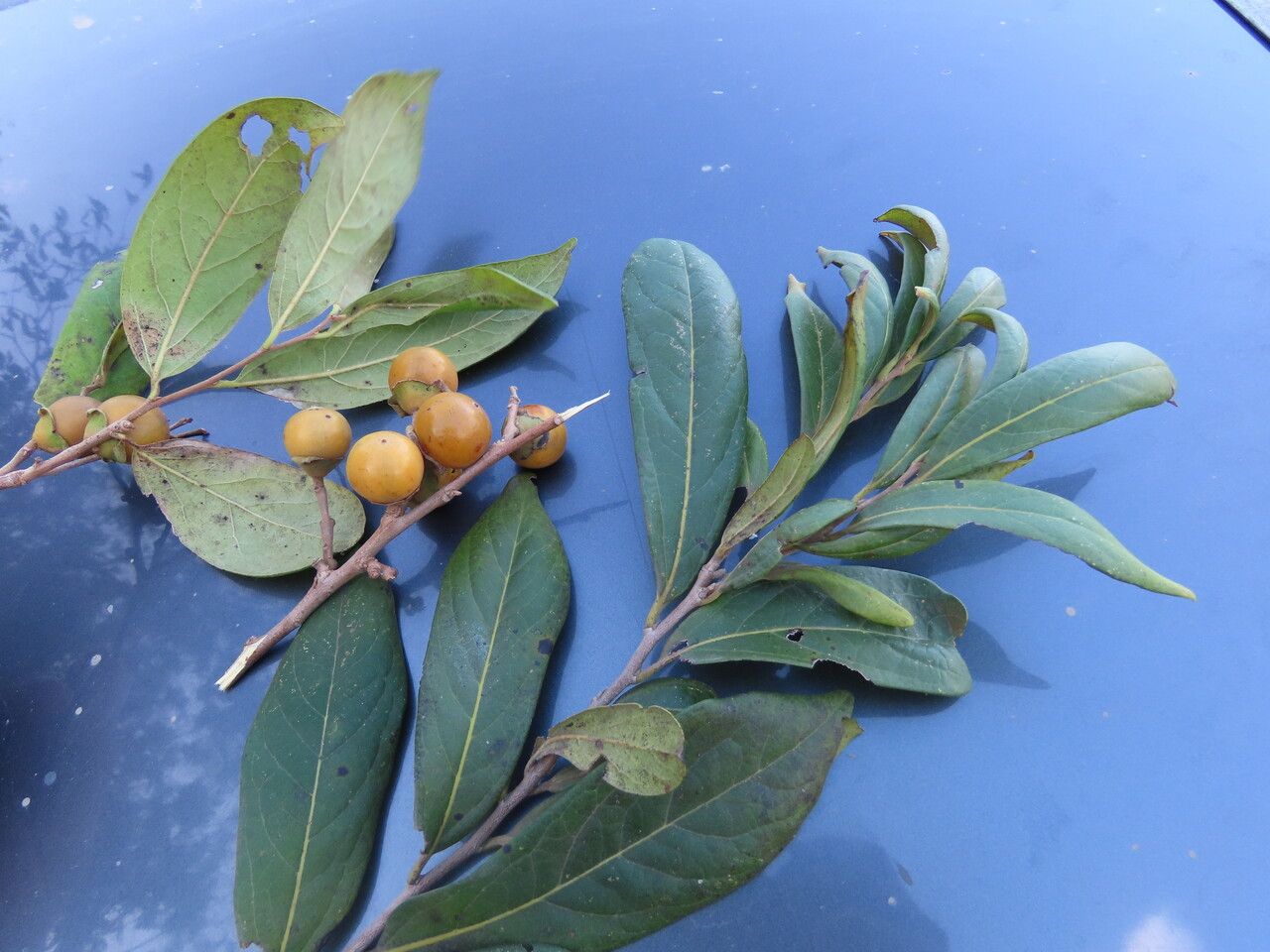 Diospyros salicifolia — houseplant care guide