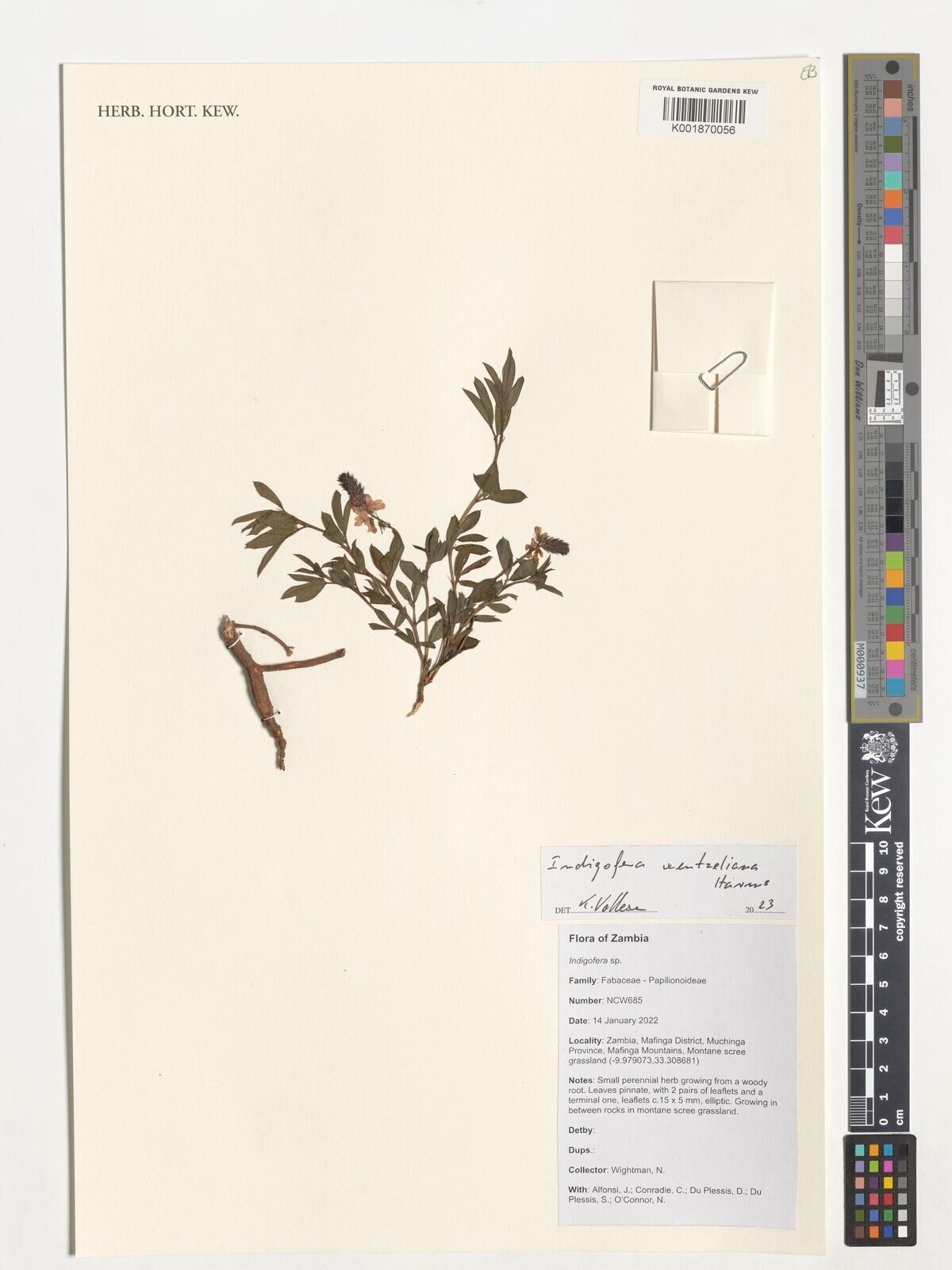 Indigofera wentzeliana — houseplant care guide