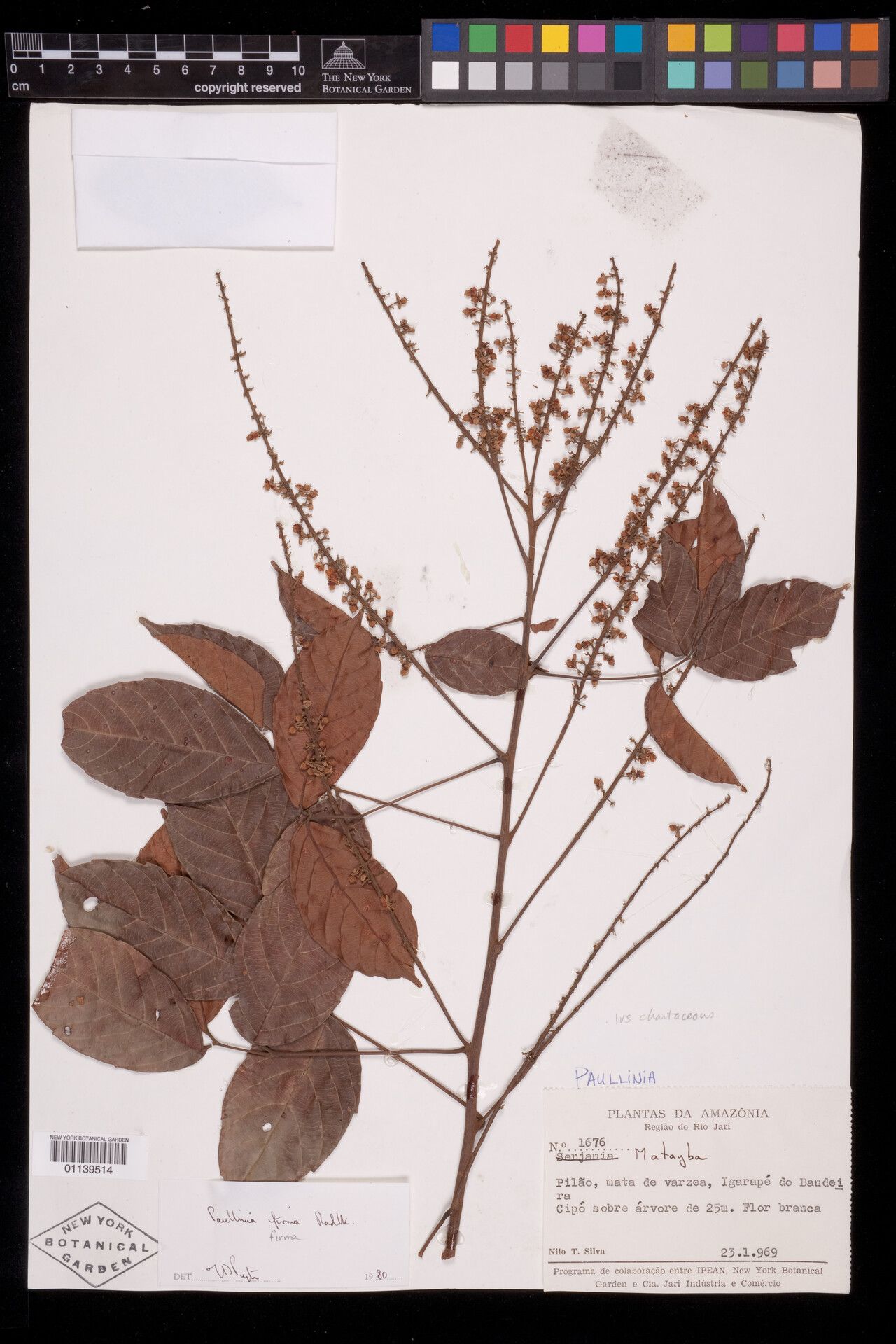 Paullinia firma — search result for 'Paullinia'