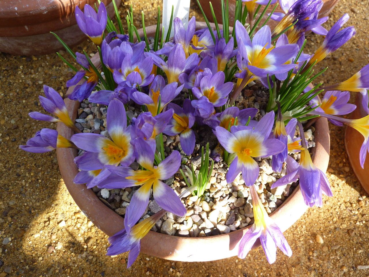 Crocus sieberi habit