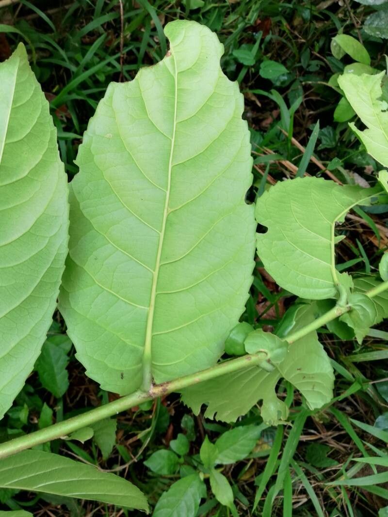 Homalium africanum leaf