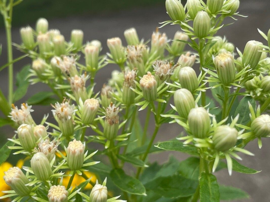 Brickellia eupatorioides flower