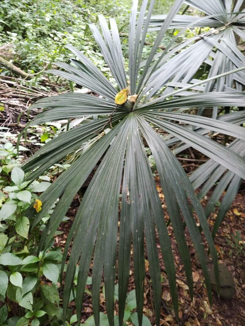 Cryosophila williamsii — related species from the same genus