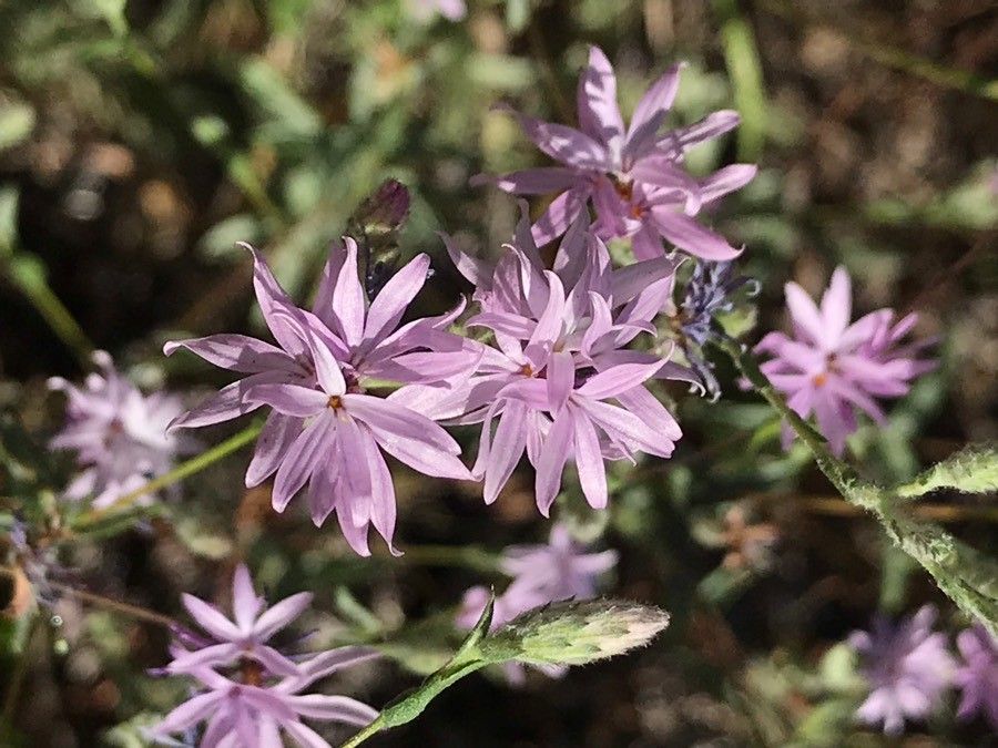 Lessingia leptoclada — related species from the same genus