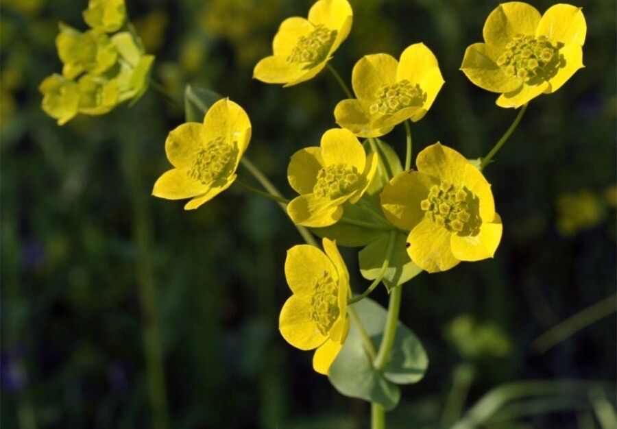 Bupleurum subovatum flower