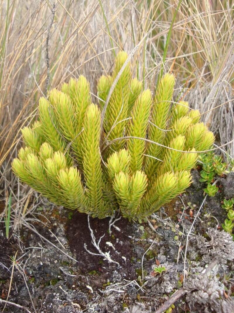 Callitris pancheri leaf