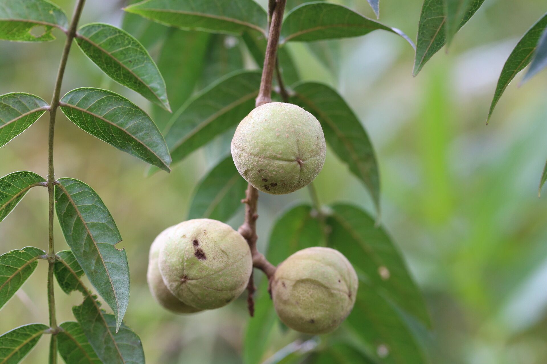Bersama abyssinica fruit