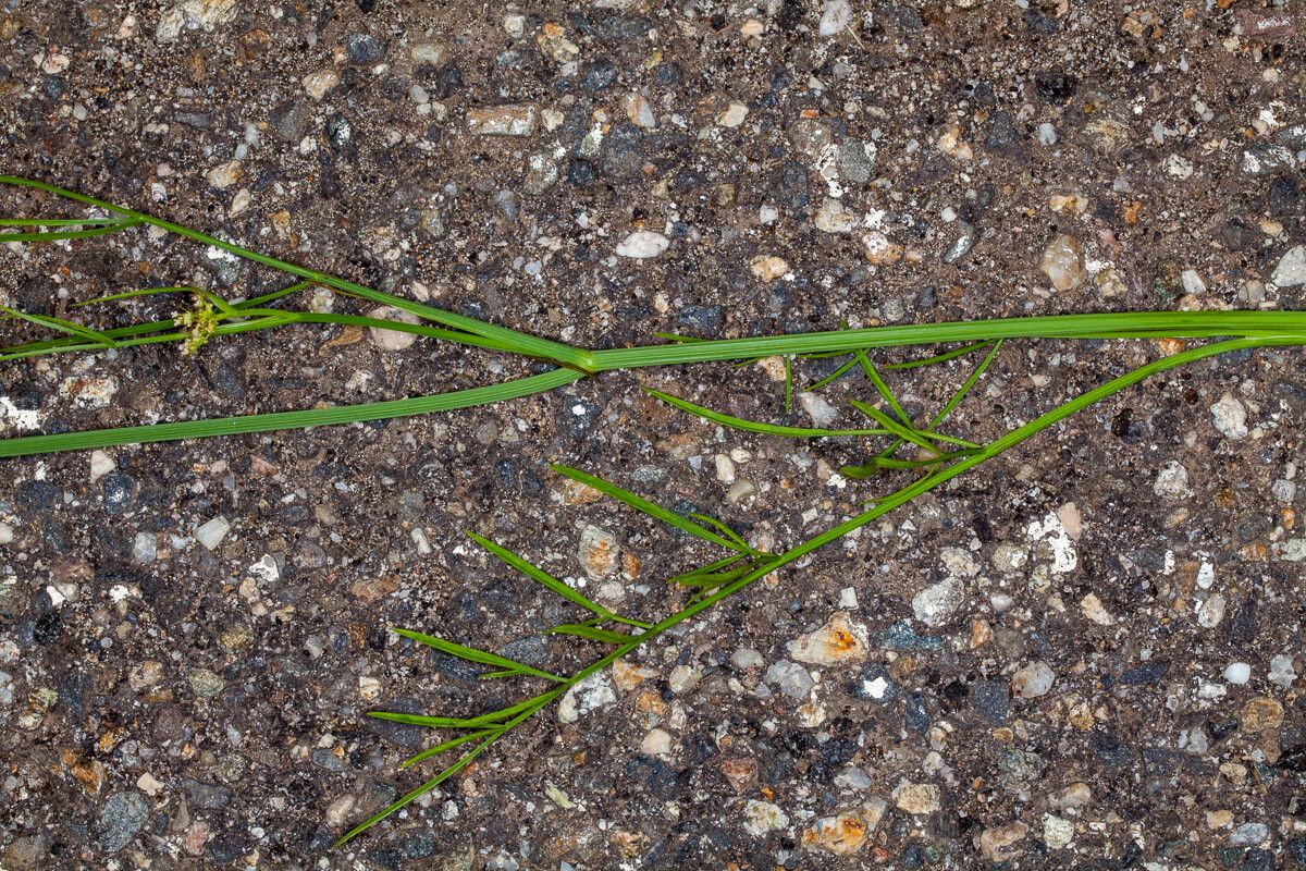 Oenanthe pimpinelloides — search result for 'Apiaceae'