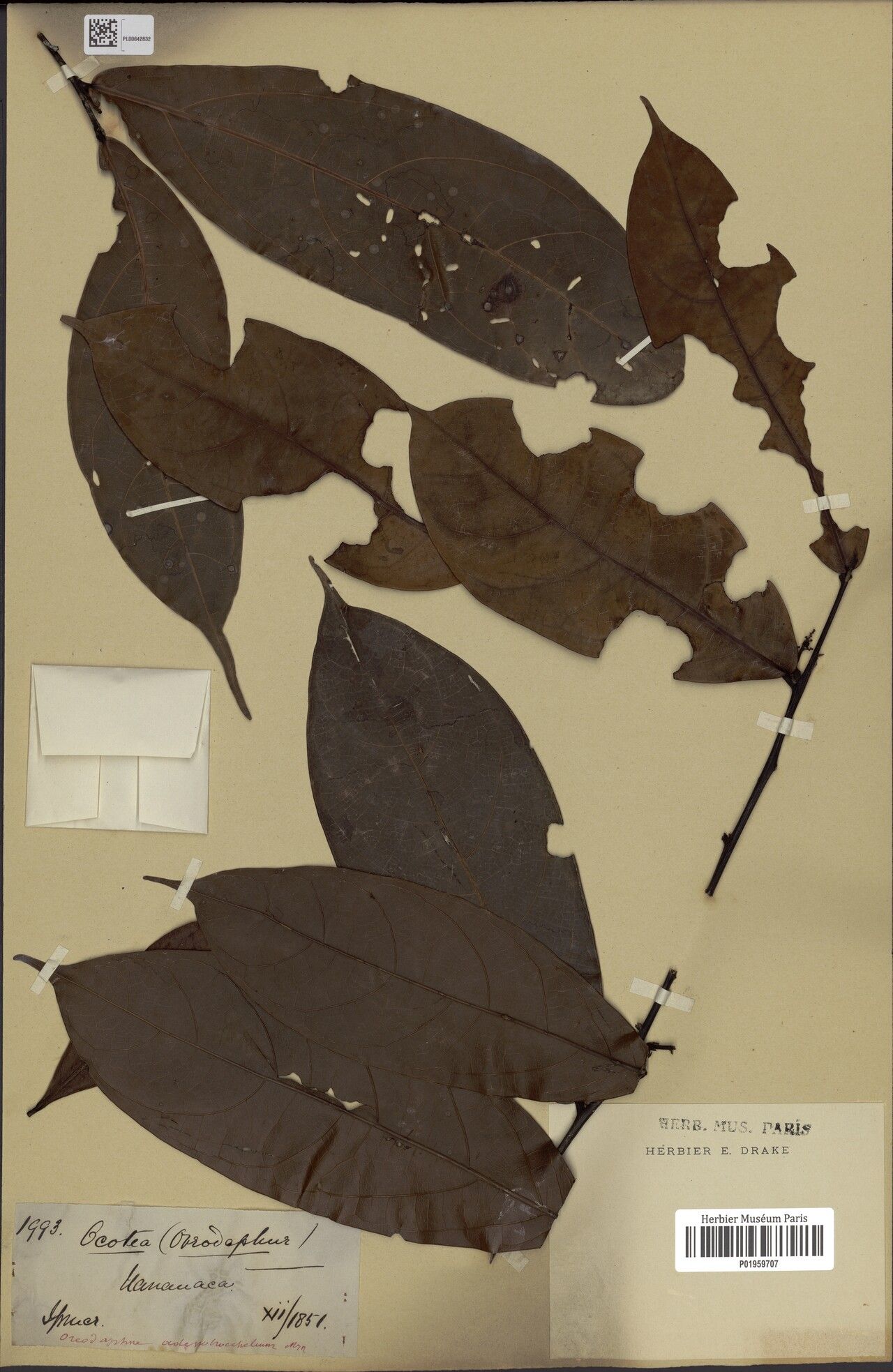 Ocotea adenotrachelium — related species from the same genus