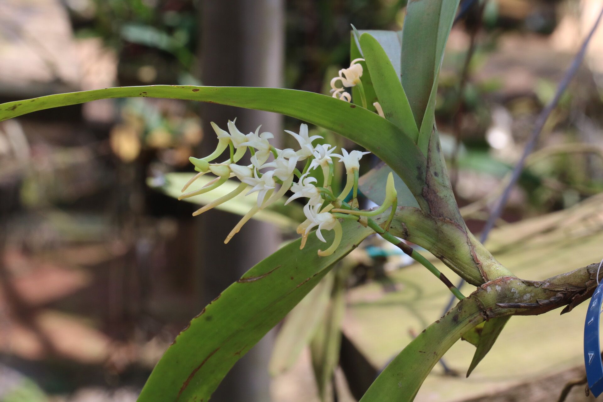 Cyrtorchis ringens flower