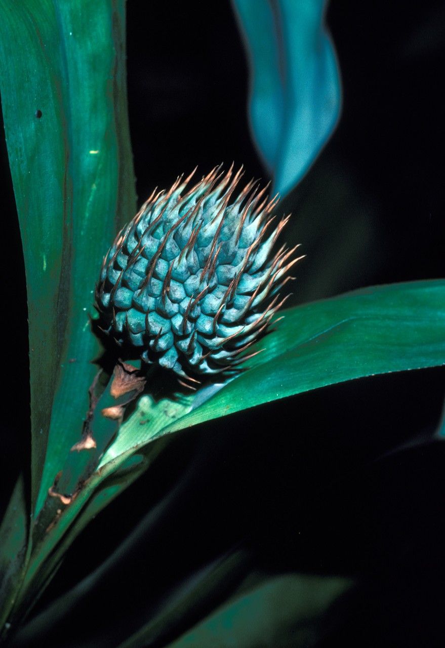 Pandanus parvus fruit