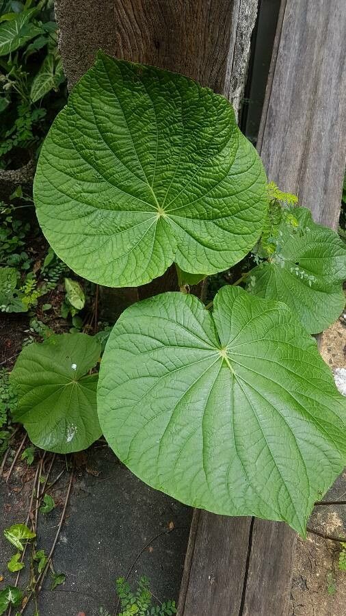 Piper umbellatum — search result for 'Piper'