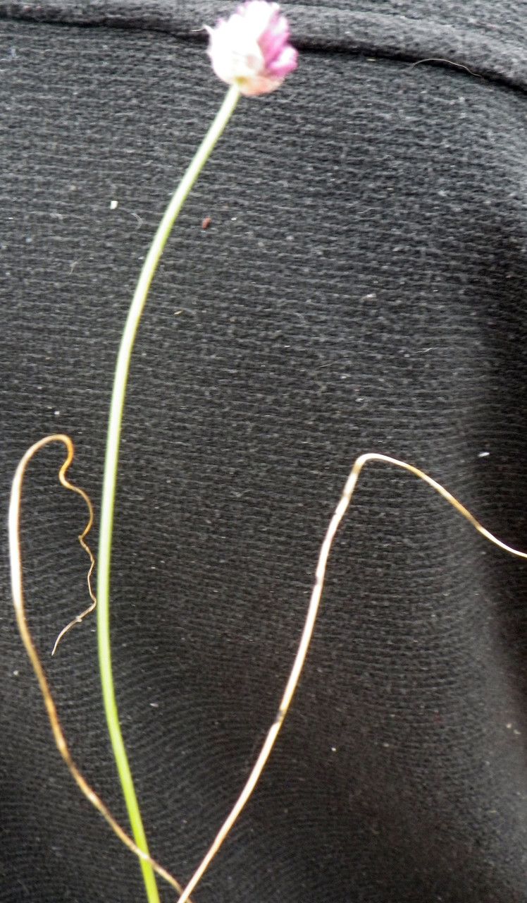 Allium junceum habit