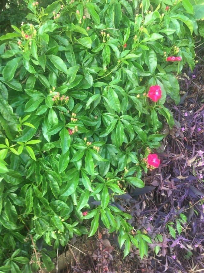 Ipomoea horsfalliae habit