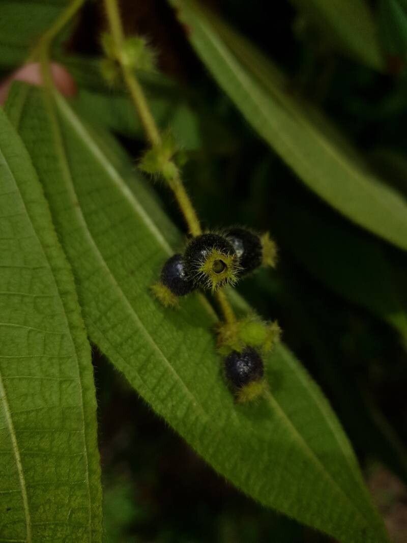 Miconia dependens fruit