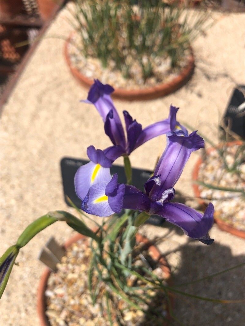 Xiphion serotinum flower