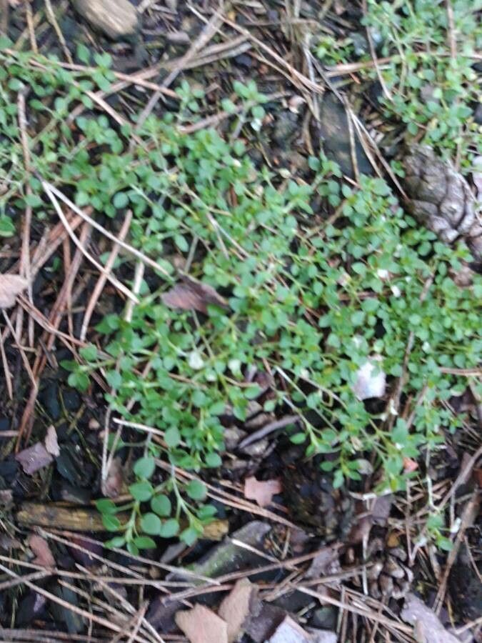 Stellaria apetala leaf