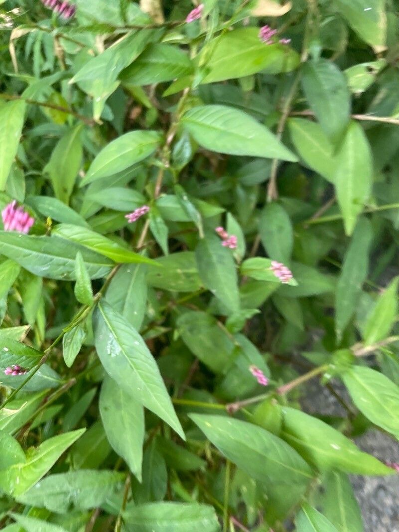 Polygonum persicaria leaf
