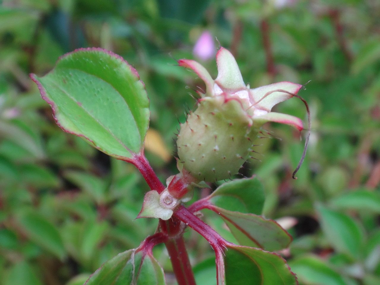 Heterotis decumbens (P.Beauv.) fruit