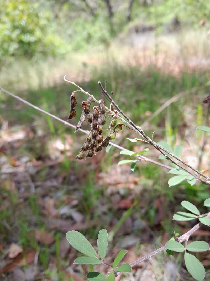 Argyrolobium catatii fruit