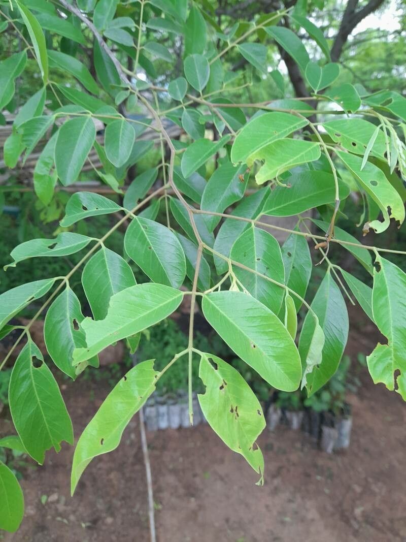 Cassia sieberiana leaf